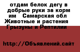 отдам белок дегу в добрые руки за корм им - Самарская обл. Животные и растения » Грызуны и Рептилии   